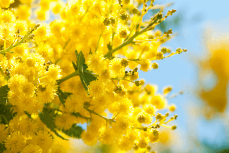 Mimosa Festival in Mandelieu