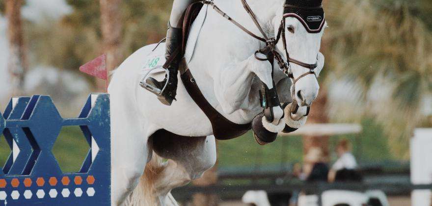 Cannes International Show Jumping