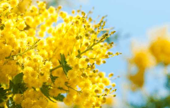 La fête du mimosa à Mandelieu